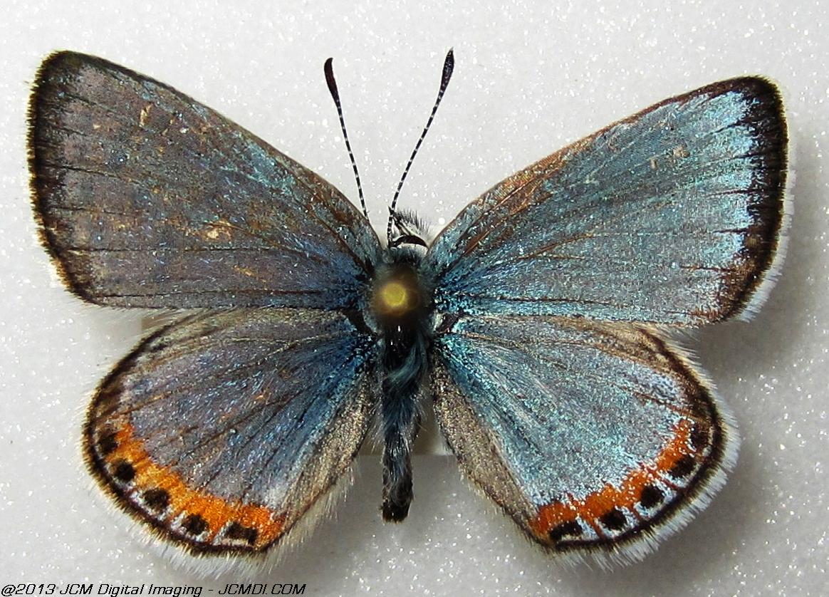 Plebejus chlorina (The Chlorine Blue, Kern Co, Lake Isabella area)